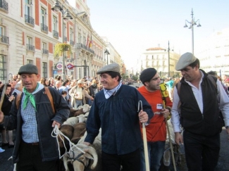 Madrid celebrarÃ¡ el domingo la Fiesta Nacional de la Trashumancia, que contarÃ¡ con ovejas Merinas Blancas y Negras y vacas de raza AvileÃ±a-Negra Ib