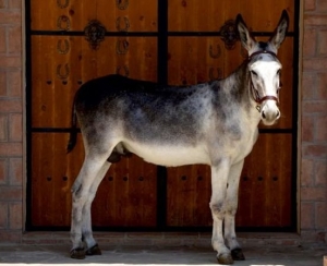 â€œFanfarrÃ³nâ€ gana por segundo aÃ±o consecutivo el Campeonato de EspaÃ±a de la Raza Asnal Andaluza 