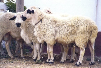 ANCHE dispondrÃ¡ de la granja de Tablares para mejorar la genÃ©tica y potenciar la raza 