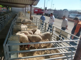 Un semental de Raza Ovina Manchega alcanza 1.810 euros en la subasta celebrada en FERCAM 