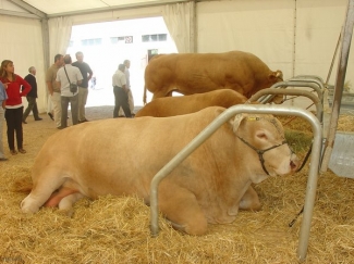 AGROMAQ 2013 abre sus puertas el jueves con 2.400 ejemplares de ganado puro, siete especies y 55 razas 