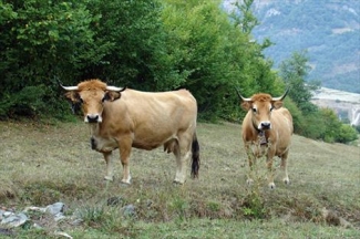 Uniproca inicia contactos para exportar carne de cabra a los Emiratos Ãrabes