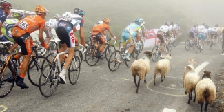 Sony colocarÃ¡ cÃ¡maras en ovejas para seguir el Tour de Francia  Leer mÃ¡s:  Sony colocarÃ¡ cÃ¡maras en ovejas para seguir el Tour de Francia - Notic