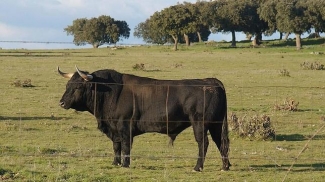 http://www.abc.es/cultura/toros/20150214/abci-toro-saltaba-alambrada-busca-201502141720.html