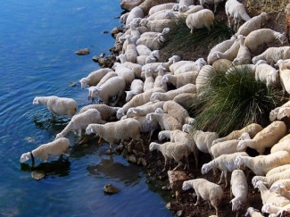 FEAGAS destaca la importancia de las razas puras, en el DÃ­a Internacional de la Biodiversidad, que se celebra maÃ±ana bajo el lema â€œDiversidad biol