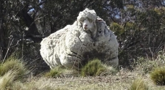 Esquilan 42,3 kilos de lana de una oveja en Australia, nuevo rÃ©cord mundial