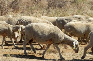 En diez aÃ±os EspaÃ±a ha perdido el 30% de su cabaÃ±a ovina por su falta de rentabilidad