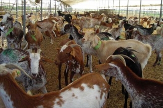 COAG investigarÃ¡ los precios de la leche de cabra ante el pago a la baja de las empresas