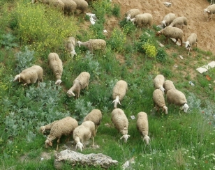http://www.agronegocios.es/sector-productor-carne-ovino-caprino-la-ue-presenta-hoja-ruta-al-comisario-hogan/