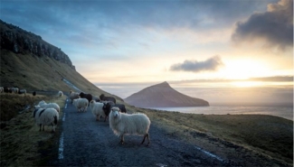 Los ciudadanos de las Islas Feroe (Islandia), equipan los ovinos con cÃ¡maras para mapear el paÃ­s a modo de Street View