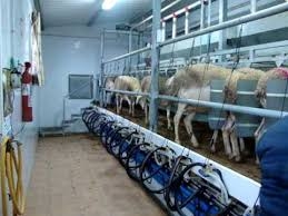 VALORIZACIÃ“N DE PRODUCTOS LÃCTEOS DE OVINOS Y CAPRINOS EN EL ÃREA MEDITERRÃNEA. TECNOLOGÃAS ACTUALES Y PERSPECTIVAS DE MERCADO