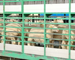 Los veterinarios europeos editan una guÃ­a sobre el transporte de ganado ovino