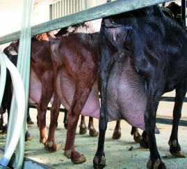  El renovado interÃ©s de Francia por la leche de cabra espaÃ±ola anticipa grandes subidas en el precio