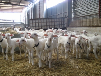 Interovic: El sector del ovino cumple con normativa mÃ¡s estricta de bienestar animal y estÃ¡ comprometido