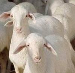 Un estudio concluye que se tiene mÃ¡s beneficio en ovino de carne con un centro de tipificaciÃ³n para los corderos
