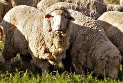 De dominar el mundo al olvido: asÃ­ perdiÃ³ EspaÃ±a el poder de la lana merino