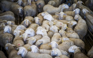 La IGP cordero manchego dobla la venta de canales en 5 aÃ±os