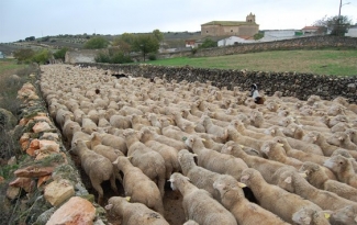 omingo, 20 Octubre 2019 11:06 Valores ambientales y de bienestar animal como apoyo a la ganaderÃ­a extensiva ovina / Luis Vicente Monteagudo
