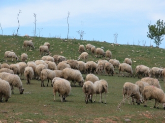 Fuertes descensos del censo ovino en Castilla y LeÃ³n y Castilla-La Mancha en el Ãºltimo aÃ±o