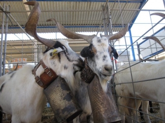 Upra y OviaragÃ³nâ€“Grupo Pastores organizan el IV Concurso Nacional de Raza Rasa Aragonesa en la Feria de Femoga 