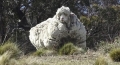 Esquilan 42,3 kilos de lana de una oveja en Australia, nuevo récord mundial