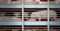 Reglamento de Transporte Animal Europeo: catorce organizaciones ganaderas advierten sobre las graves consecuencias para el sector