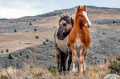¿Qué hacen los animales cuando nadie los ve?