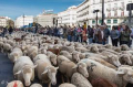 Así es la trashumancia en España: diversidad de pastores con retos compartidos